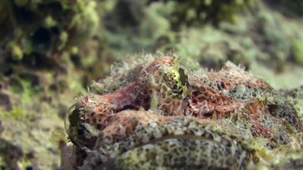 Pesce pietra scorfano barbuto scorpaenopsis barbata molto velenoso sott'acqua . — Video Stock