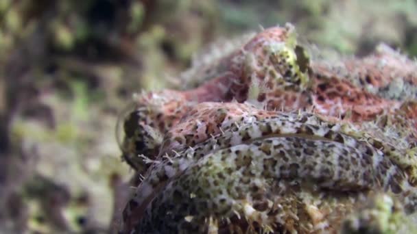 Pez piedra Bearded scorpionfish scorpaenopsis barbata muy venenoso bajo el agua . — Vídeos de Stock