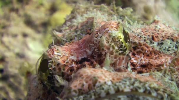 Stonefish Bearded scorpionfish scorpaenopsis barbata zeer giftige onderwater. — Stockvideo