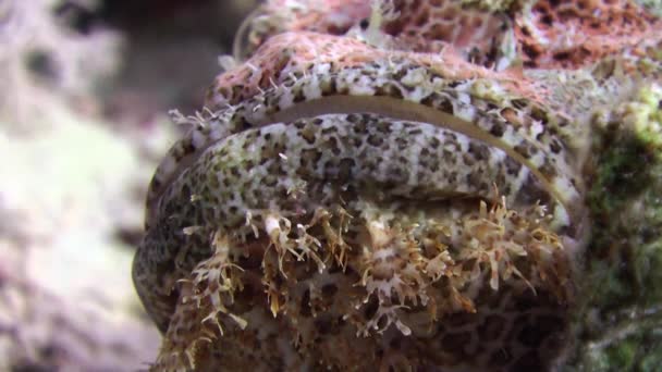 Pez piedra Bearded scorpionfish scorpaenopsis barbata muy venenoso bajo el agua . — Vídeo de stock