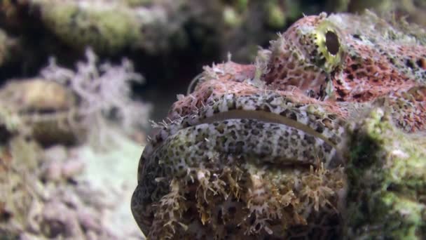 Stonefish Bearded scorpionfish scorpaenopsis barbata zeer giftige onderwater. — Stockvideo