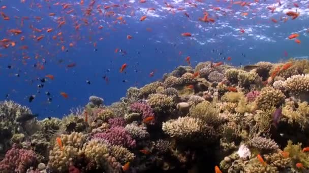 밝은 오렌지 컬러 물고기 산호초 수 중 홍 해에서의 학교. — 비디오