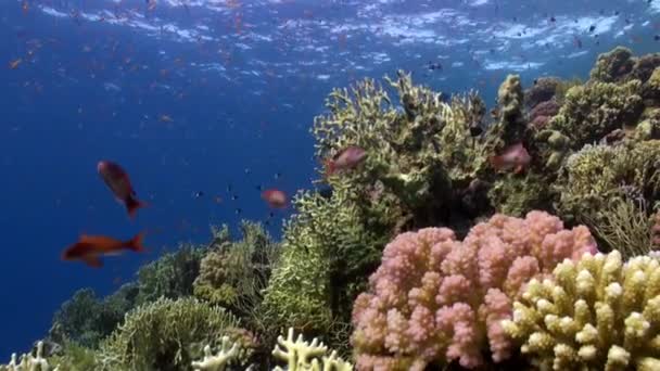 Scuola di pesci di colore arancione brillante in barriera corallina sott'acqua Mar Rosso . — Video Stock