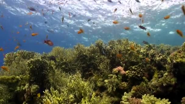 Школа рыб ярко-оранжевого цвета на коралловом рифе под водой Красное море . — стоковое видео