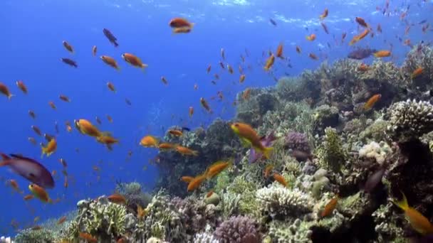Škola jasně oranžové barvy ryb v korálových útesů pod vodou Rudého moře. — Stock video