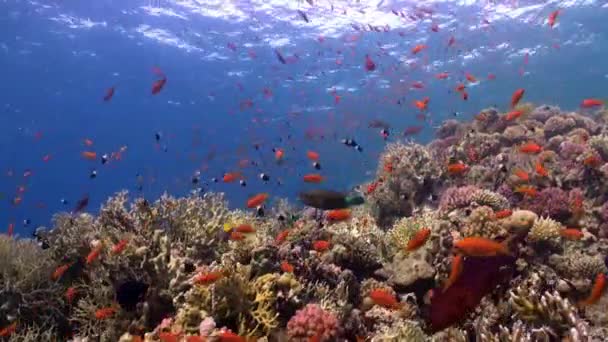 Peces bajo el agua en el Mar Rojo . — Vídeos de Stock