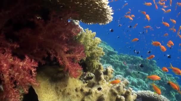 Ryb pod wodą w Morzu Czerwonym. — Wideo stockowe
