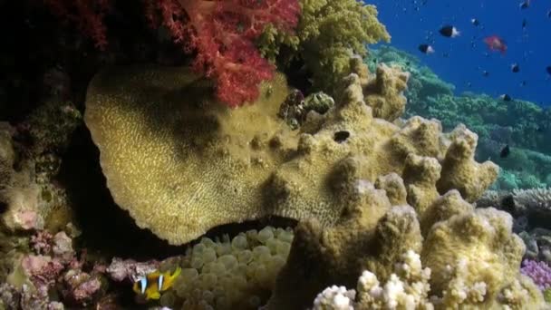 Рыба под водой в Красном море . — стоковое видео