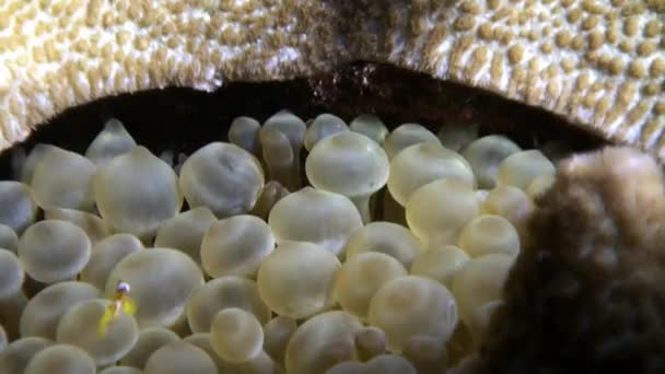 Bubble Anemone Actinidae underwater Red sea. — Stock Video