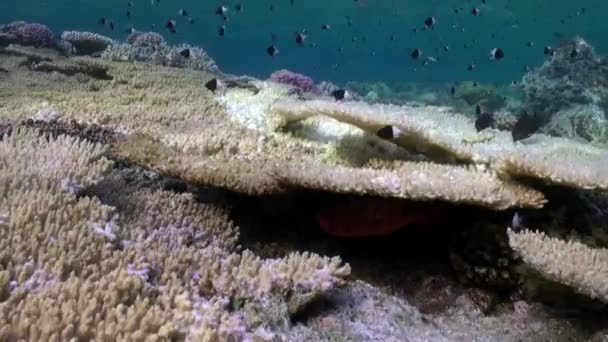 Школа pomacentridae рыбы Bicolor Пуллер на рифе подводного Красного моря . — стоковое видео