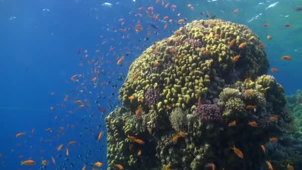 École de poissons se détendre vidéo sur la nature marine sous-marine Mer Rouge . — Video