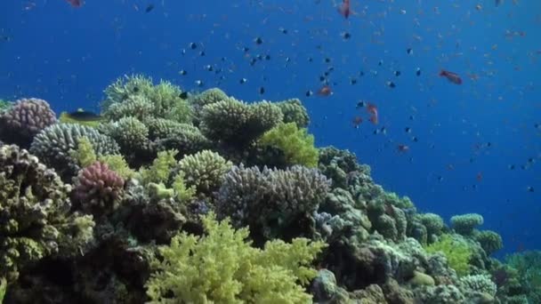 Школа риби розслабитися під водою Червоного моря. — стокове відео