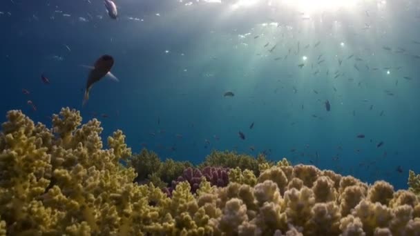 Escuela de peces sobre fondo de reflexión de la luz solar bajo el agua Mar Rojo . — Vídeos de Stock