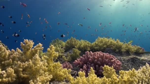 Hejno ryb na pozadí odrazu slunečního světla pod vodou Rudého moře. — Stock video