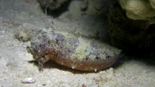Inktvissen Sepia prashadi op zanderige bodem van rode zee. — Stockvideo