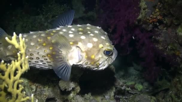 Enojado puercoespín pescado nadar en el arrecife . — Vídeo de stock