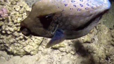 Yiyecek bulmak resif üzerinde sarı benekli boxfish.