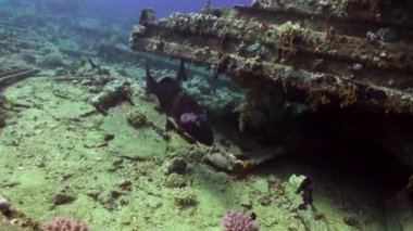 Papağan Scarus sualtı Kızıldeniz.