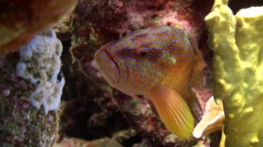 Mercan orfoz Cephalopholis miniata sualtı Kızıldeniz balık.