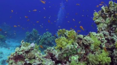 Balık sürüsü sualtı Red sea relax.