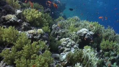 Balık sualtı Kızıldeniz Okulu.