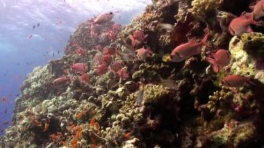 Balık sürüsü büyük solderfish myripristis murdjan sualtı Kızıl Deniz gözlü.