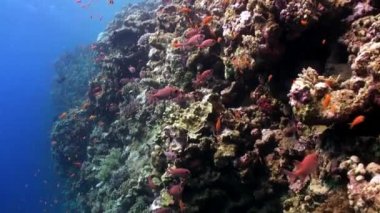 Balık sürüsü büyük solderfish myripristis murdjan sualtı Kızıl Deniz gözlü.