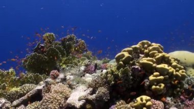 Arka planda okul parlak farklı mercan sualtı Kızıldeniz balık.