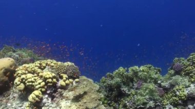 Sualtı Kızıldeniz balık, mercan ve okul parlak turuncu renk.