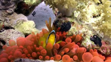 Kabarcık Anemone Actinidae sualtı Kızıldeniz palyaço balık parlak turuncu renk.