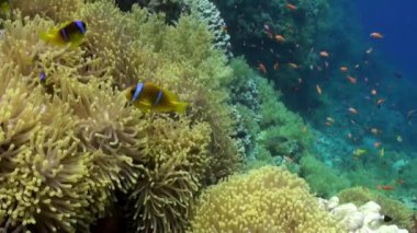 Muhteşem anemone Stichodactylidae sualtı Kızıldeniz palyaço balık sürüsü.