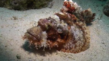 Stonefish scorpionfish scorpaenopsis barbata çok zehirli su altında sakallı.