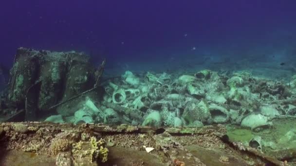 Papageienschal unter Wasser rotes Meer. — Stockvideo