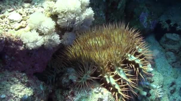 Многолучевая шиповидная морская звезда Корона из шипов Acanthaster planci под водой Красное море — стоковое видео