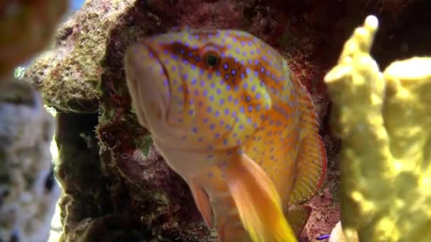 Korall sügér Cephalopholis miniata halak a víz alatti Vörös-tenger. — Stock videók