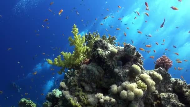 Escola de peixes relaxar subaquático Mar vermelho . — Vídeo de Stock