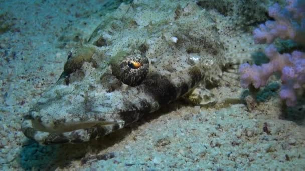 Κροκόδειλος ψάρια χαλί flathead Papilloculiceps longiceps υποβρύχια Ερυθρά θάλασσα. — Αρχείο Βίντεο