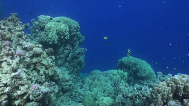 Entspannen Sie sich unter Wasser rotes Meer. — Stockvideo