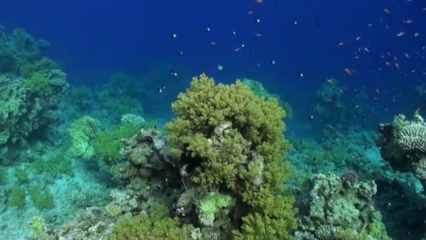 Skola av fish underwater Red sea. — Stockvideo