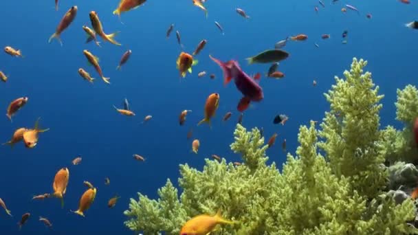 Школа рыб отдыхает под водой Красное море . — стоковое видео