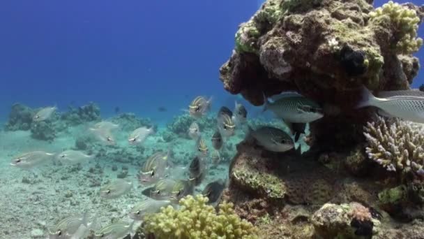 Scolopsis ghanam seabreams escola de peixes em coral relaxar subaquático Mar vermelho . — Vídeo de Stock