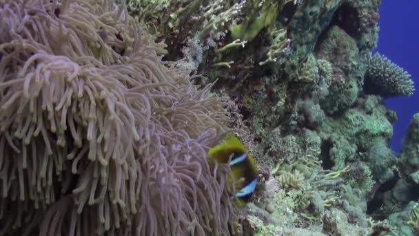 Škola clown ryb v nádherné anemone Stichodactylidae pod vodou Rudého moře. — Stock video