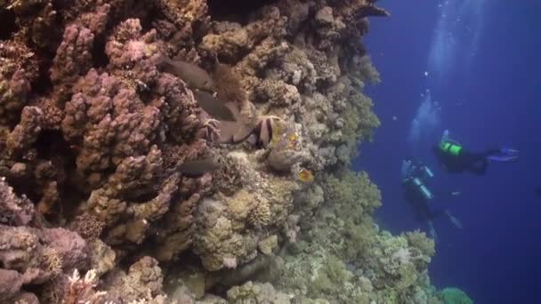 Scuba diving near school of fish in coral reef relax underwater Red sea. — Stock Video