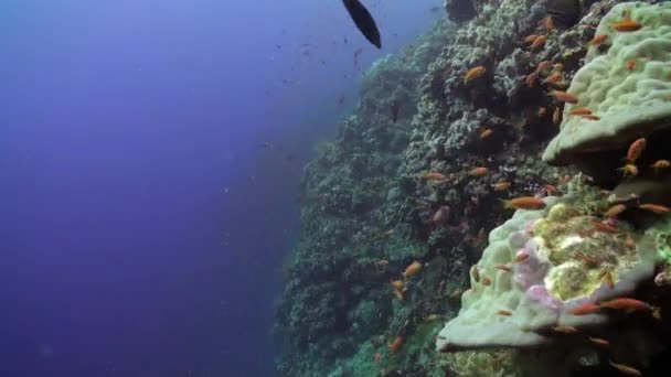 Schwarm heller Fische auf dem Hintergrund verschiedener Korallen unter Wasser. — Stockvideo