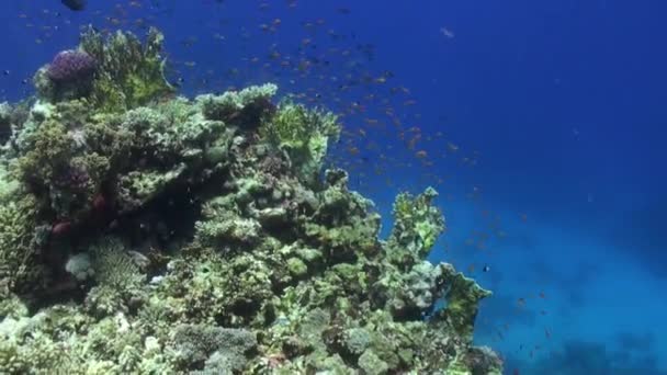 Fischschwärme vor dem Hintergrund des grünen Korallenriffs unter Wasser rotes Meer. — Stockvideo