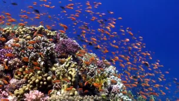 Школа ярких рыб на фоне различных кораллов под водой Красного моря . — стоковое видео