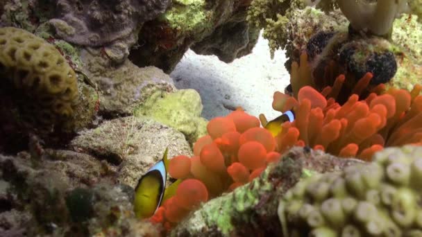 Pez payaso en color naranja brillante Bubble Anemone Actinidae bajo el agua Mar Rojo . — Vídeos de Stock