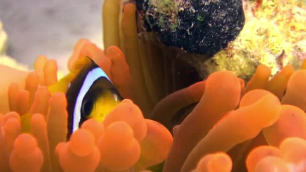 Pez payaso en color naranja brillante Bubble Anemone Actinidae bajo el agua Mar Rojo . — Vídeos de Stock