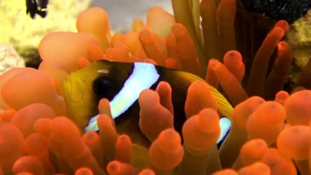 Kabarcık Anemone Actinidae sualtı Kızıldeniz palyaço balık parlak turuncu renk. — Stok video