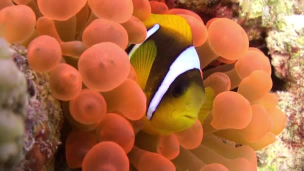 Clown fish in bright orange color Bubble Anemone Actinidae underwater Red sea. — Stock Video